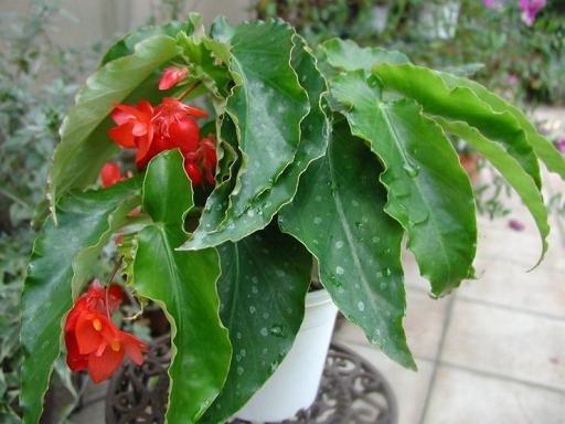 B. ‘Youkou’